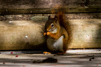 A Red Squirrel