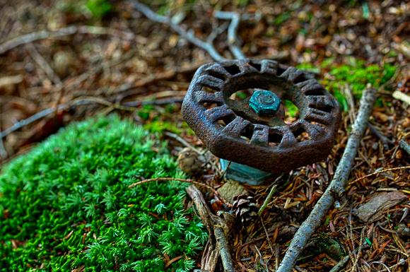 Unusual Flora