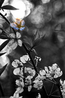 In Bloom